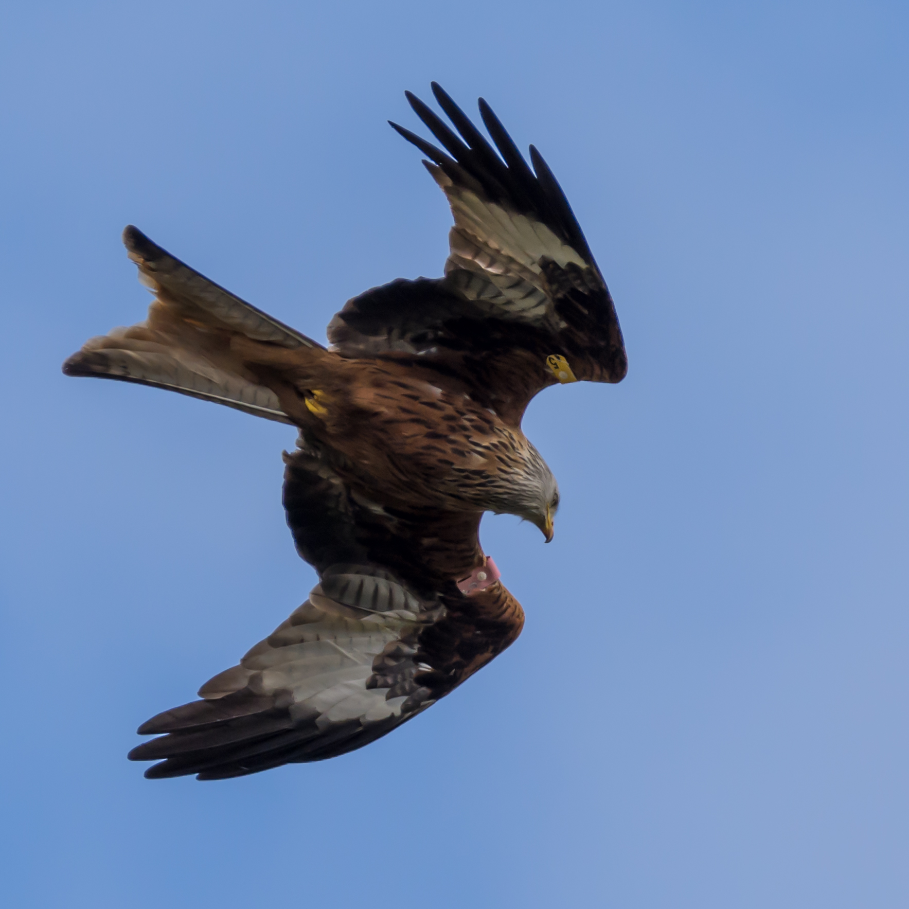 Red Kite - The red kite is a medium-large bird of prey which was hunted to extinction in the 1870s but later reintroduced 1989–1992 & are now gaining in numbers thanks to breeding programmes throughout the UK. by philreay