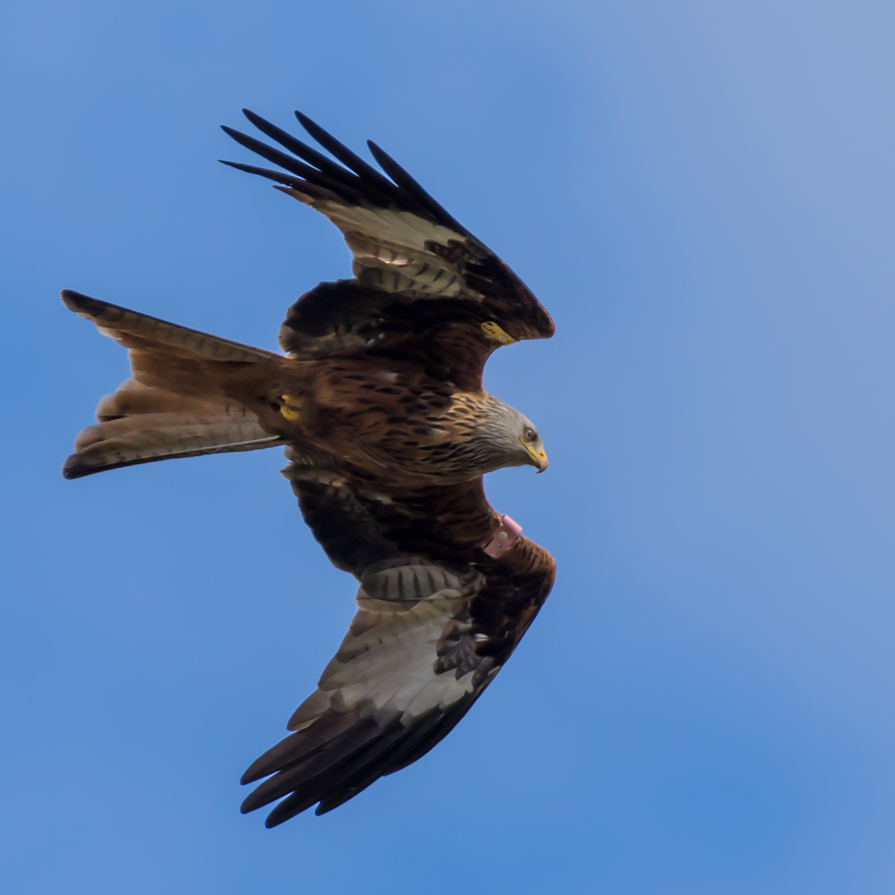 Red Kite - The red kite is a medium-large bird of prey which was hunted to extinction in the 1870s but later reintroduced 1989–1992 & are now gaining in numbers thanks to breeding programmes throughout the UK. by philreay