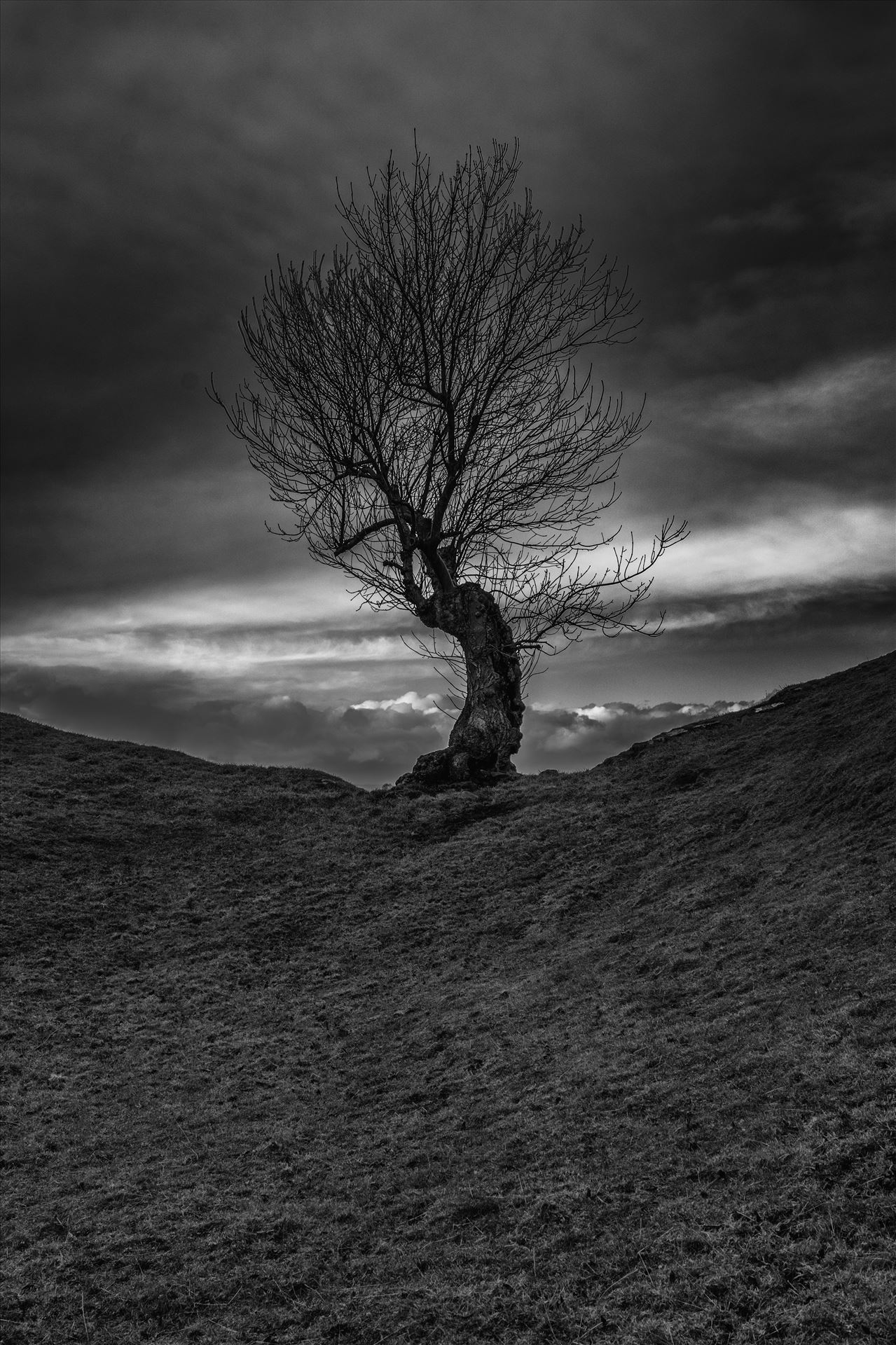 Lone tree -  by philreay