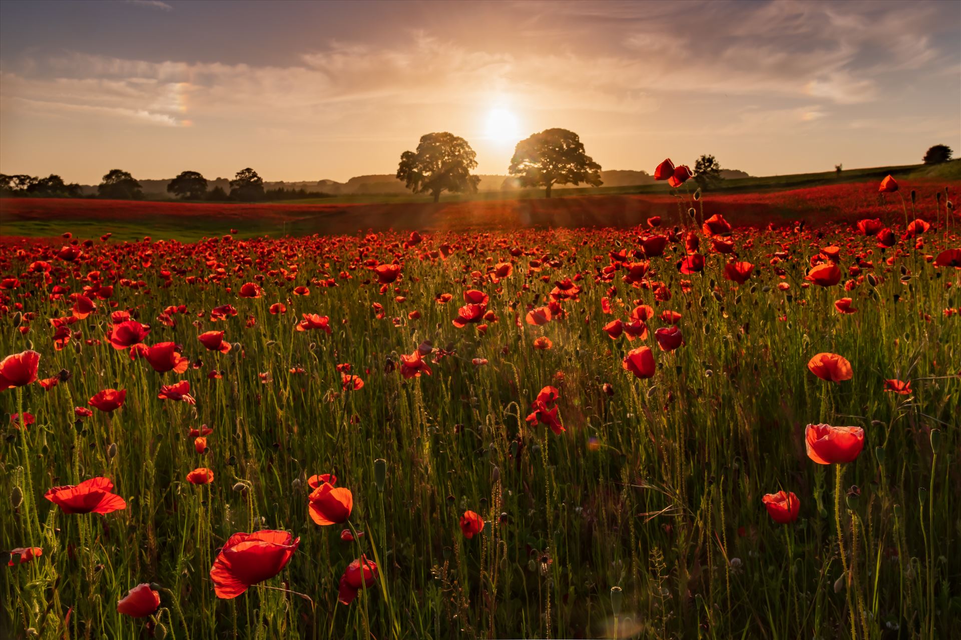 Poppy fields nr Aydon Castle, Northumberland 5 -  by philreay