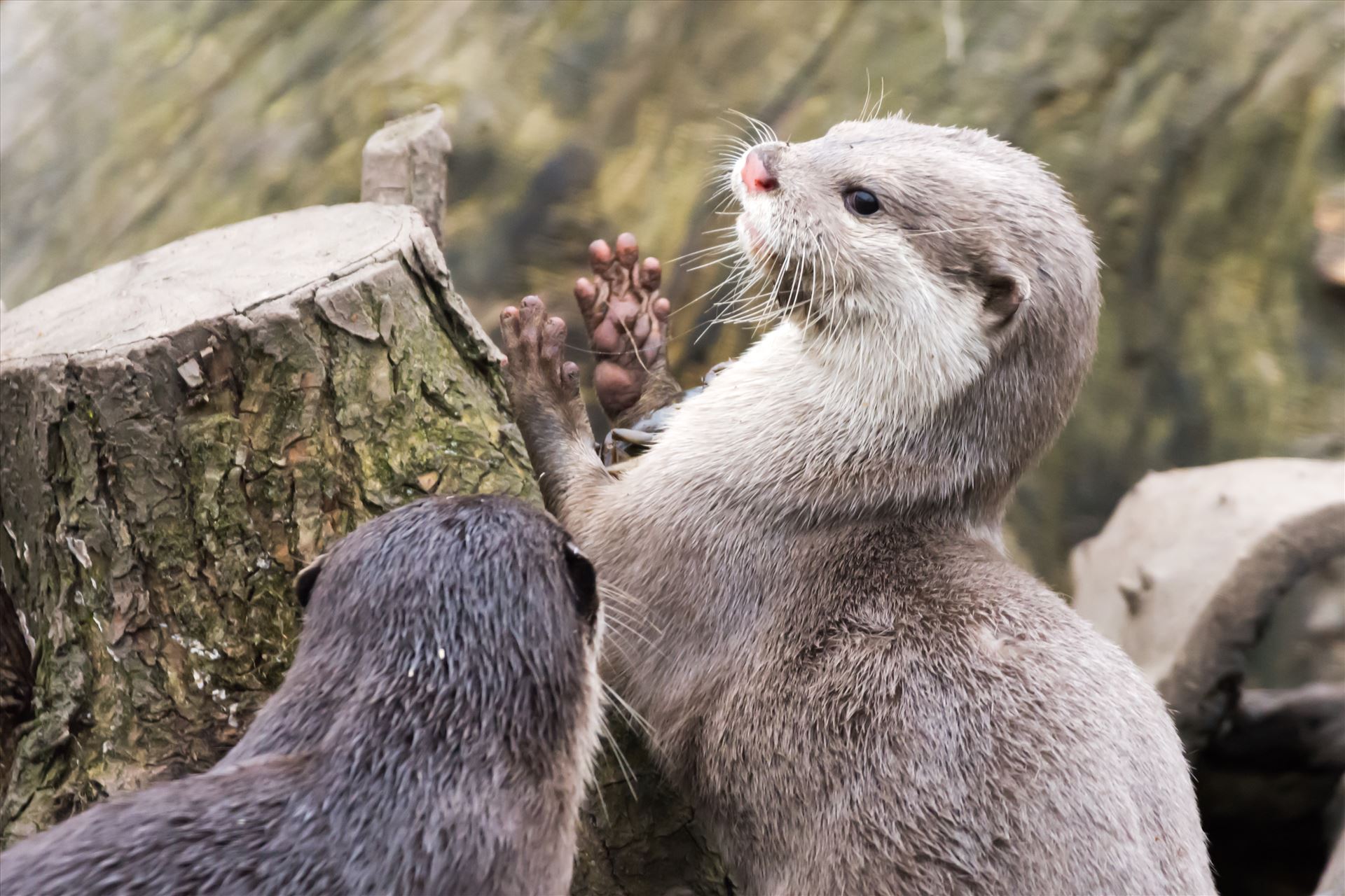 Asian short clawed otter -  by philreay