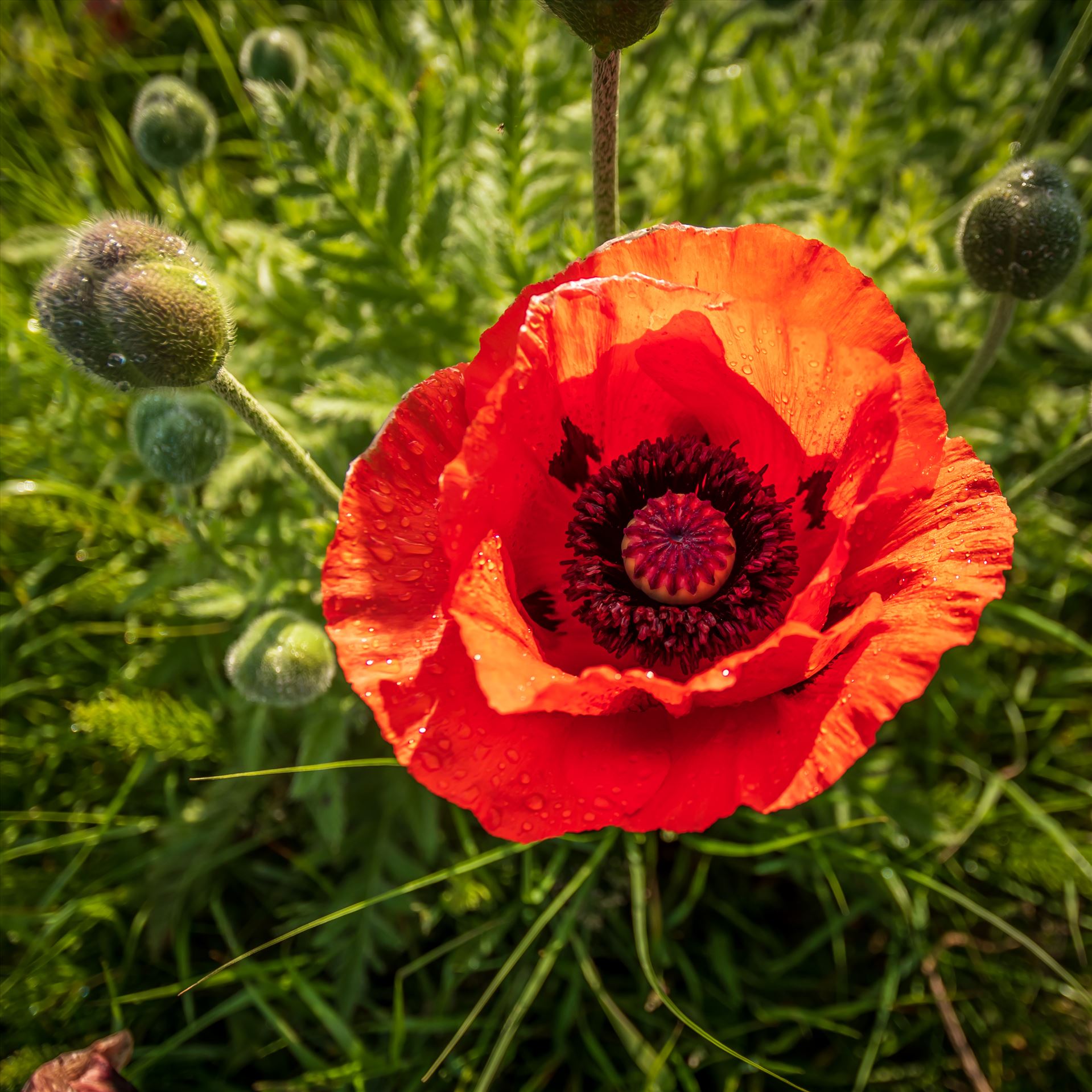 A single poppy -  by philreay