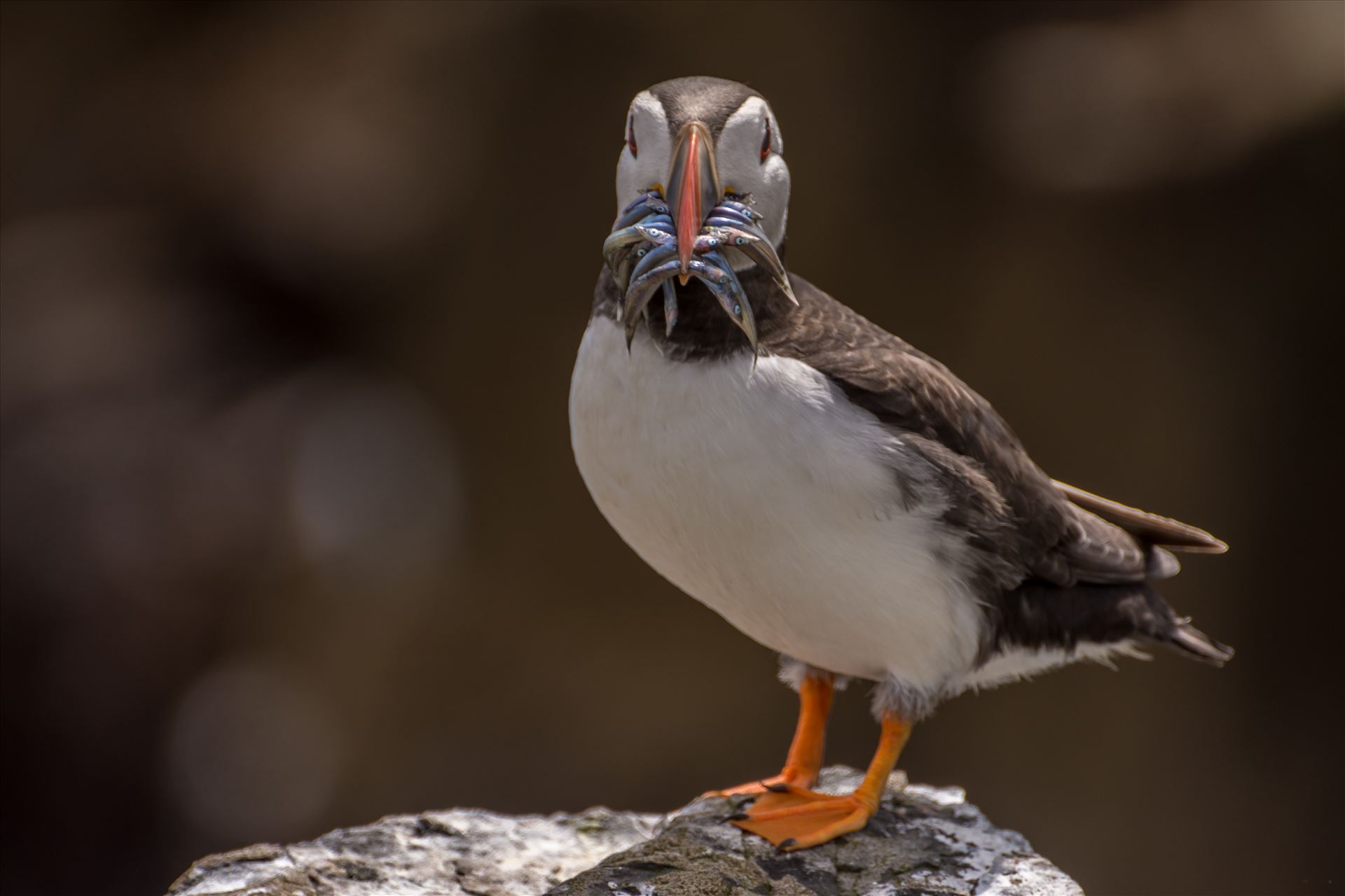 North Atlantic Puffin - Taken on the Farne Islands, off the Northumberland coast. by philreay