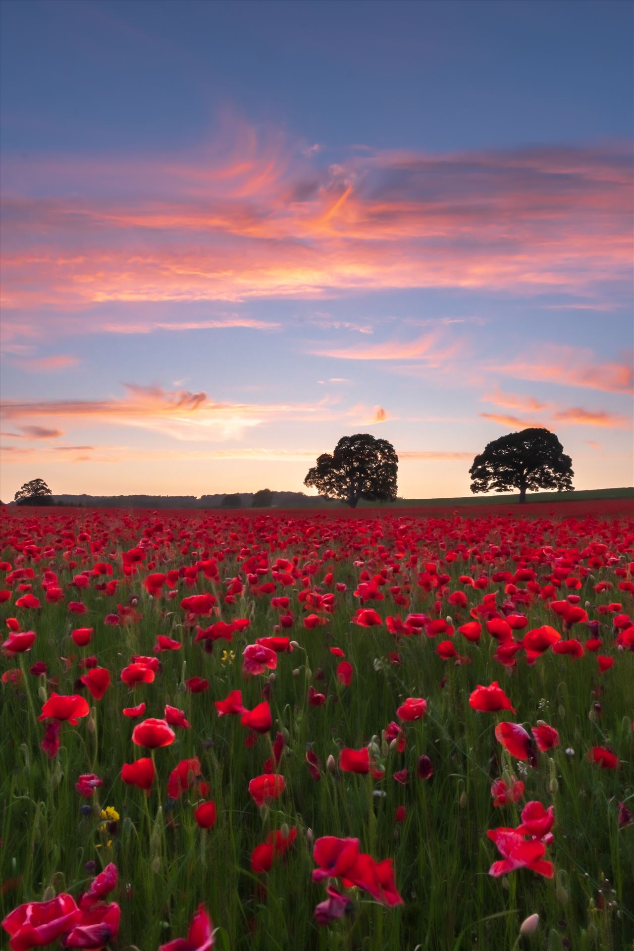 Poppy fields nr Aydon Castle, Northumberland 2 -  by philreay