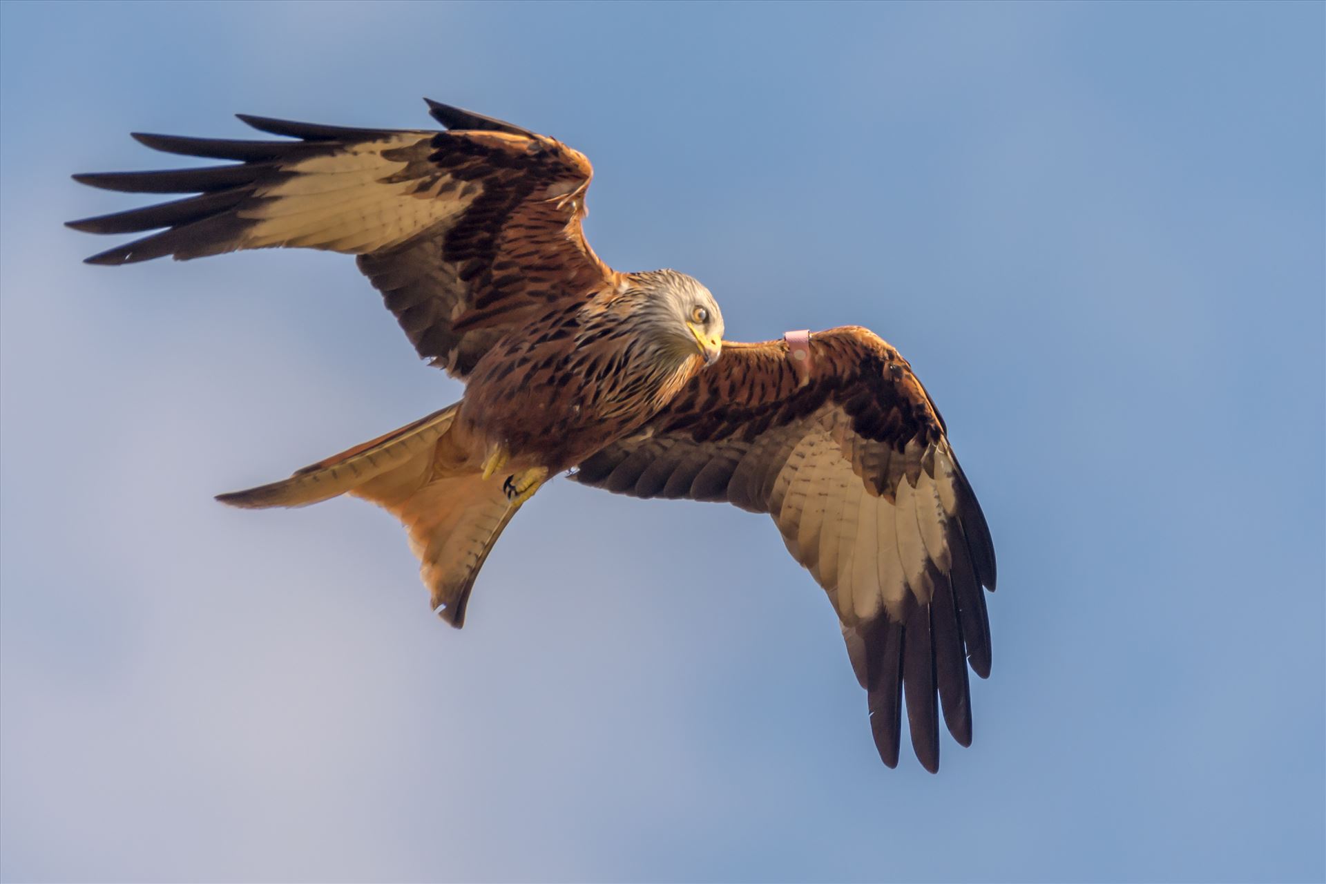 Red Kite - The red kite is a medium-large bird of prey which was hunted to extinction in the 1870s but later reintroduced 1989–1992 & are now gaining in numbers thanks to breeding programmes throughout the UK. by philreay