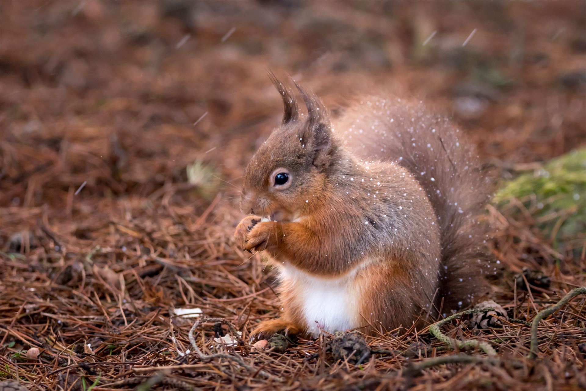 Red squirrel in the wild, taken just as a snow storm was starting. - The red squirrel is native to Britain, but its future is increasingly uncertain as the introduced American grey squirrel expands its range across the mainland. There are estimated to be only 140,000 red squirrels left in Britain, with over 2.5M greys. by philreay