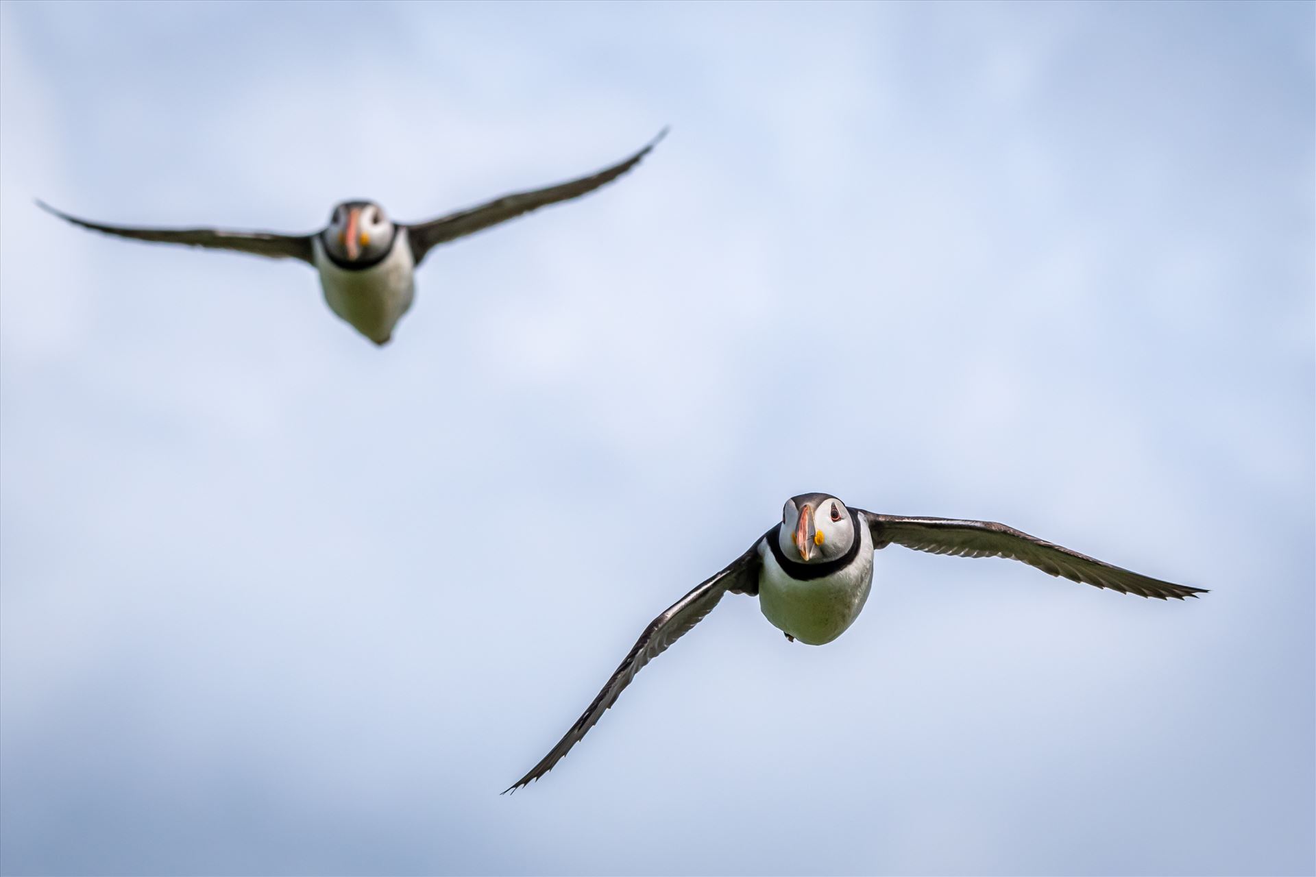 North Atlantic Puffin 04 -  by philreay