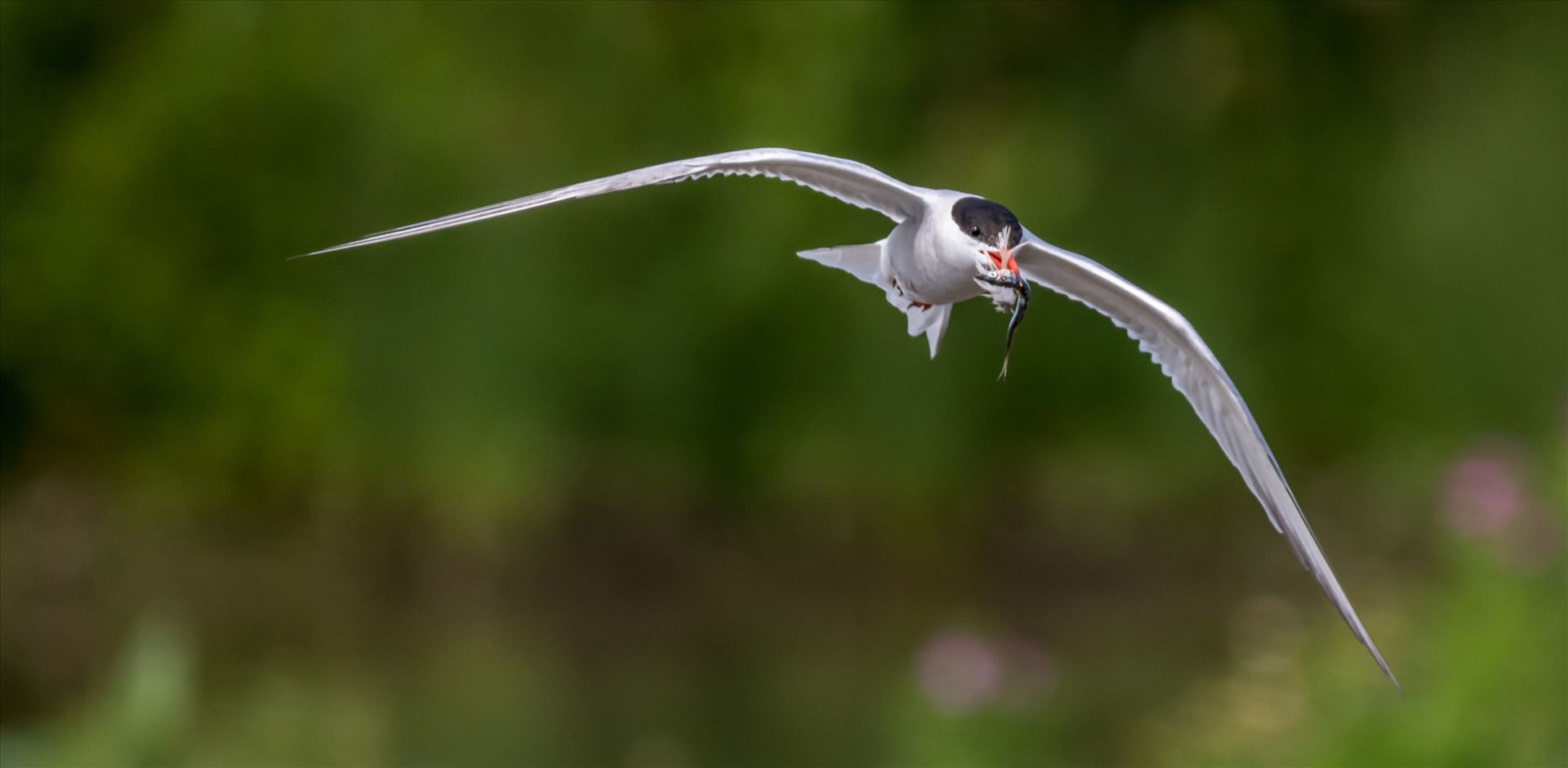 Common Tern -  by philreay