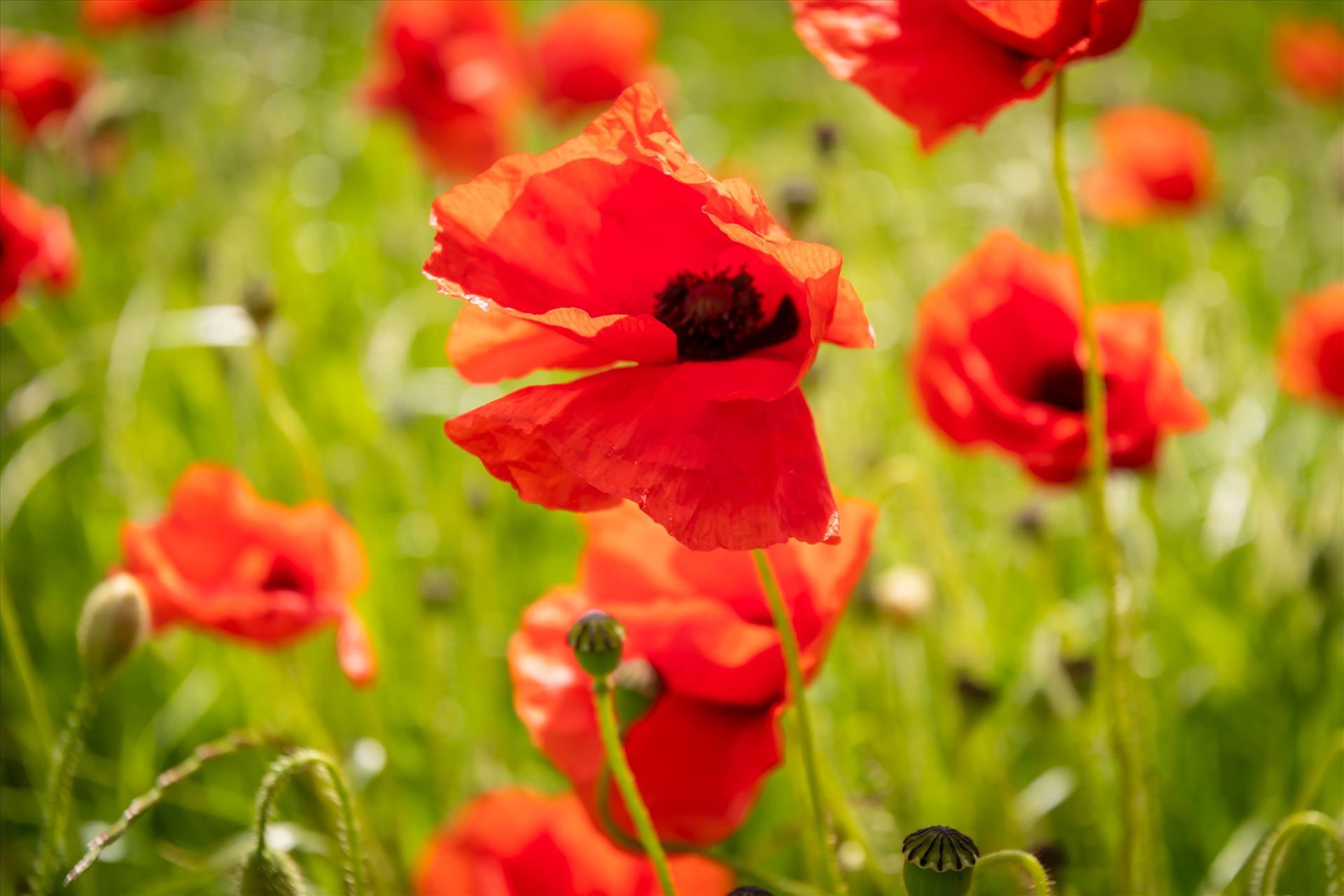 Poppies - Poppies in Corbridge, Northumberland by philreay