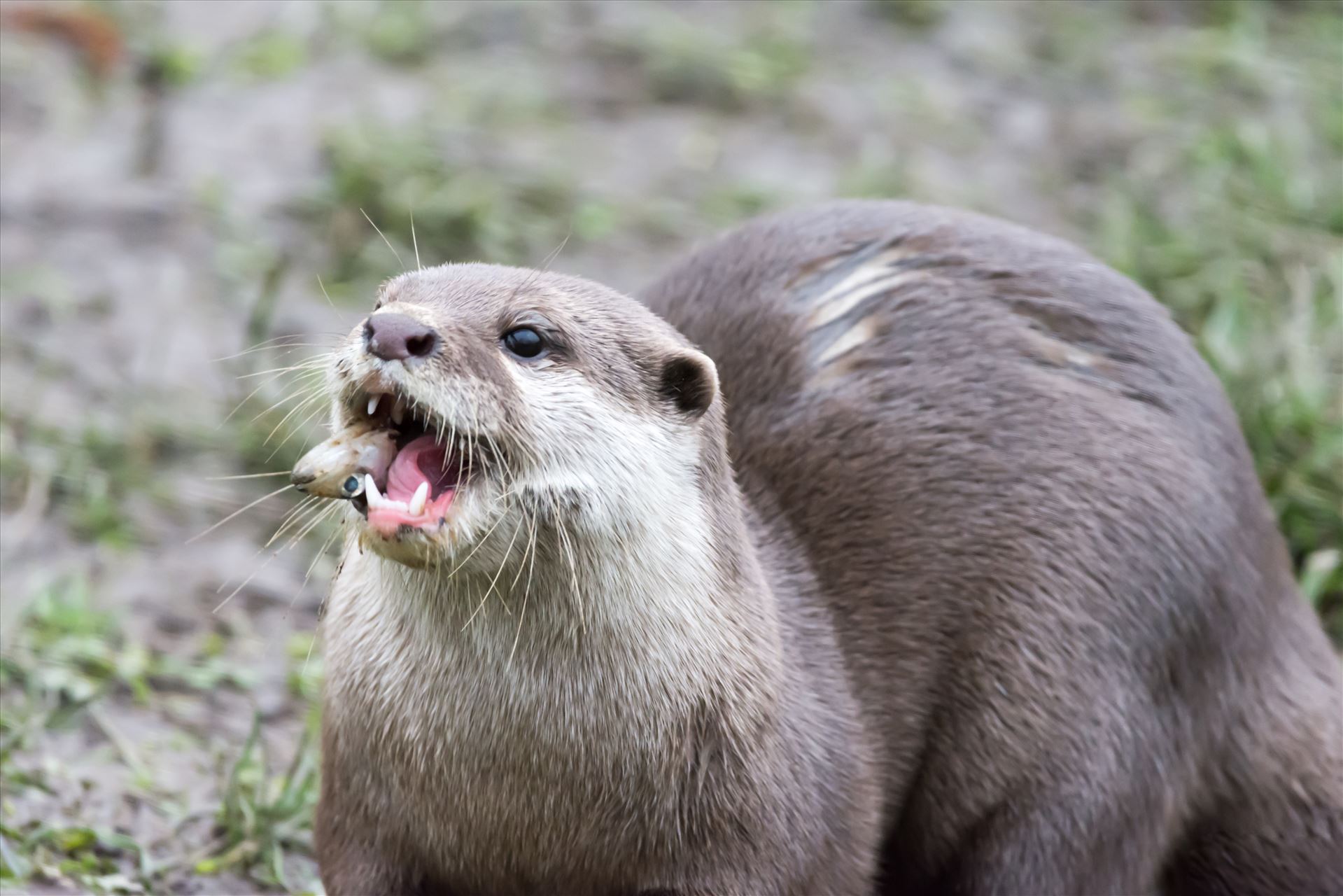 Asian short clawed otter -  by philreay