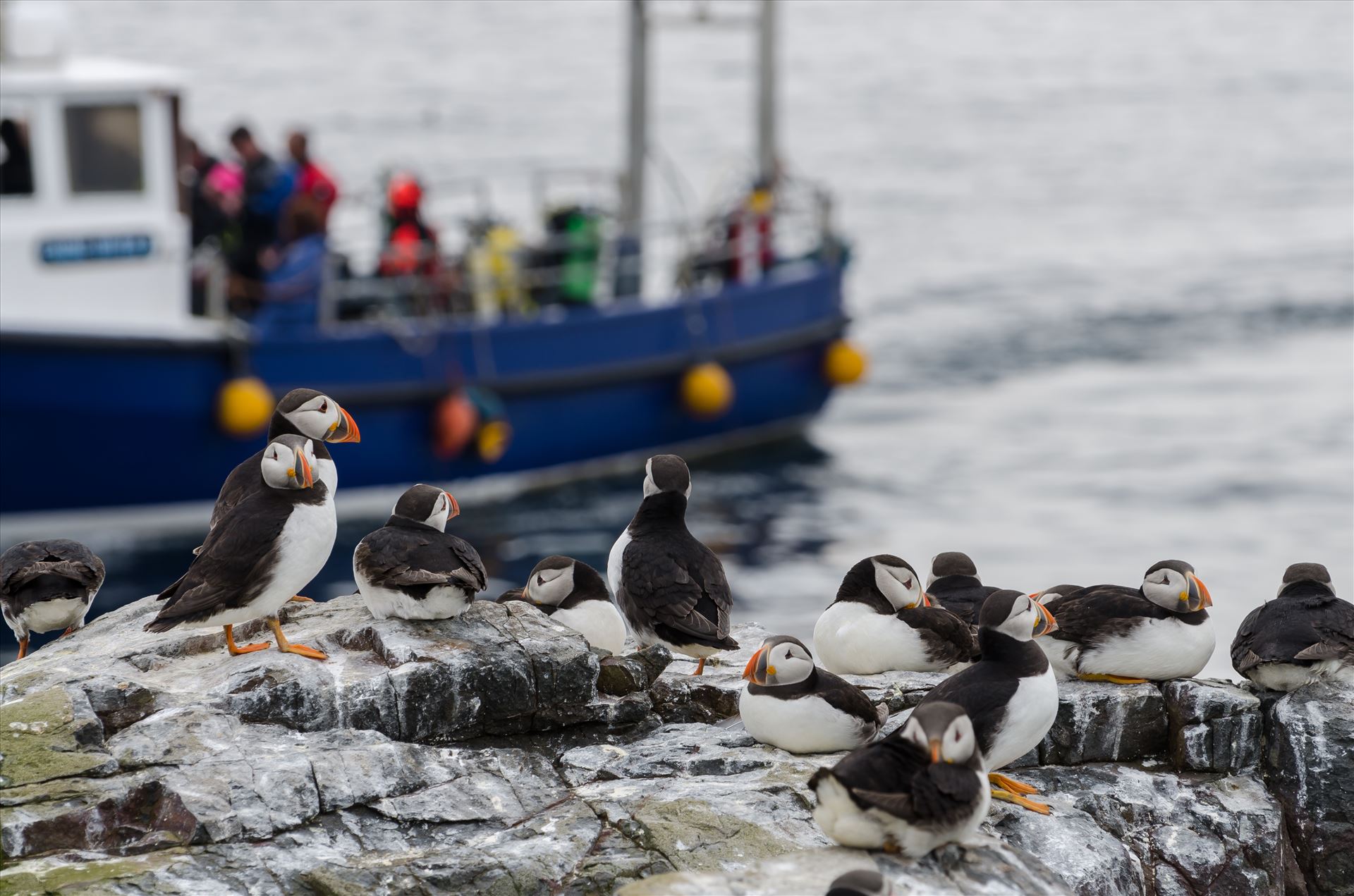 Who`s watching who?Taken on the Farne Islands, off the Northumberland coast.