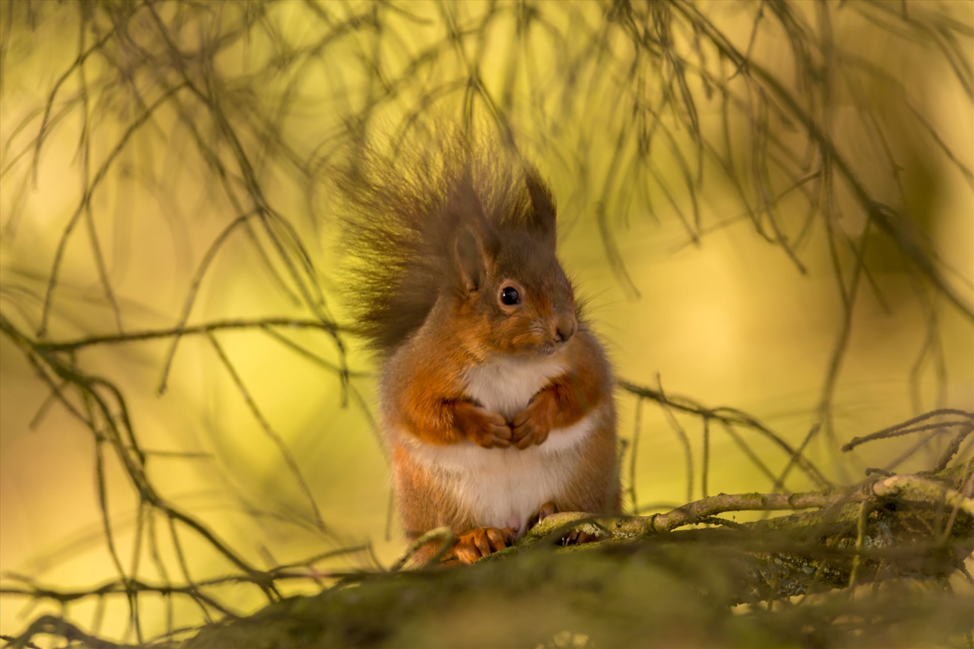 Red squirrel in the wild - The red squirrel is native to Britain, but its future is increasingly uncertain as the introduced American grey squirrel expands its range across the mainland. There are estimated to be only 140,000 red squirrels left in Britain, with over 2.5M greys. by philreay