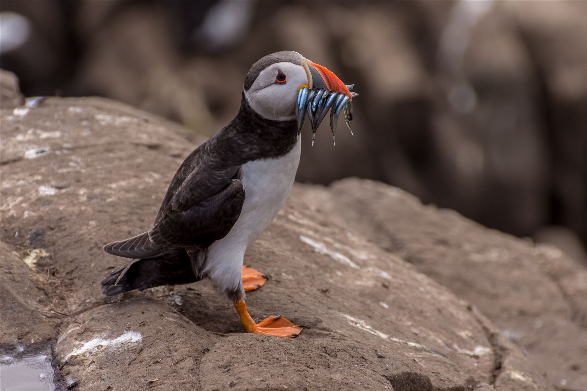 North Atlantic Puffin - Taken on the Farne Islands, off the Northumberland coast. by philreay