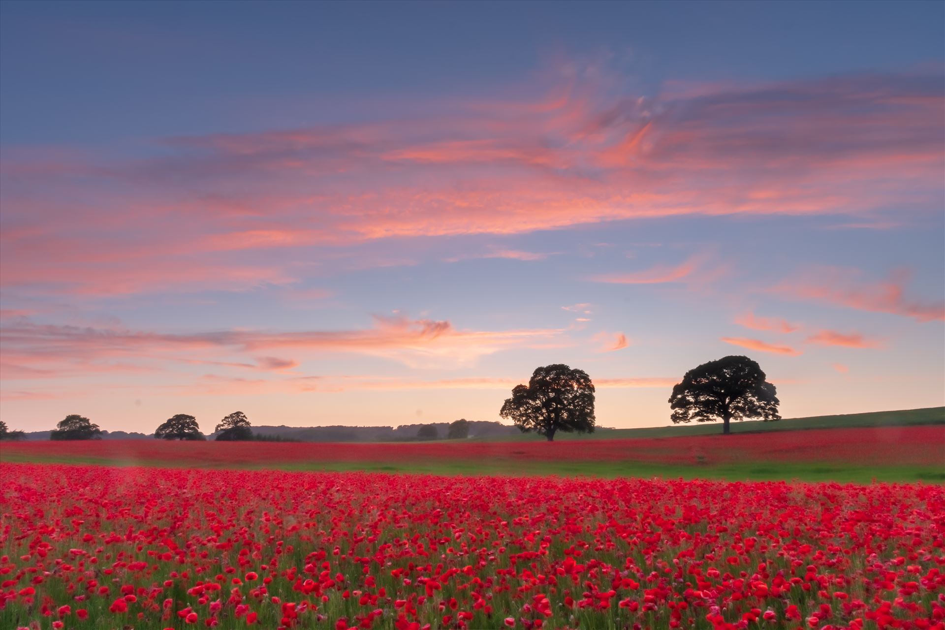 Poppy fields nr Aydon Castle, Northumberland 1 -  by philreay