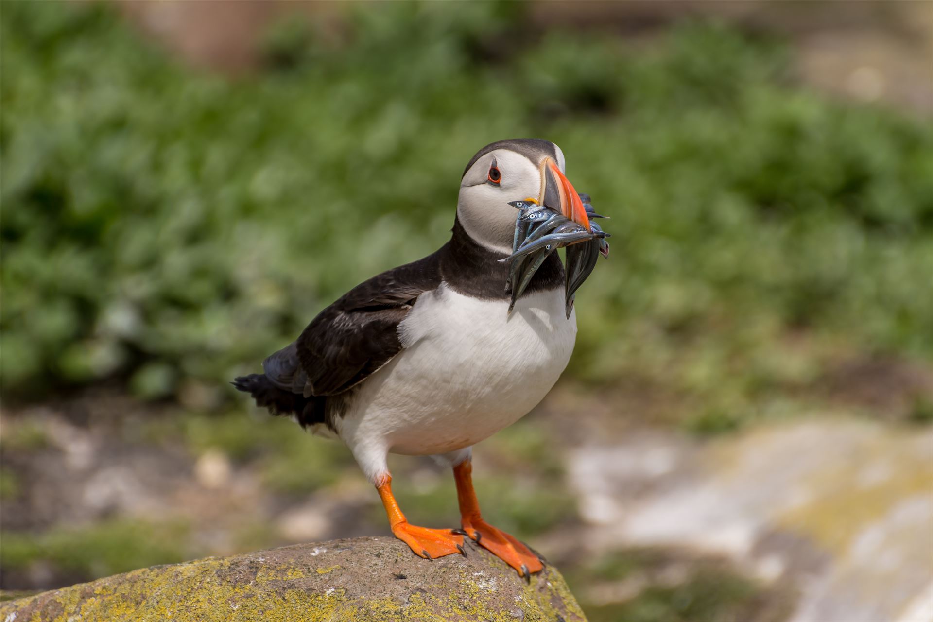 Puffin - Taken on the Farne Islands, off the Northumberland coast. by philreay