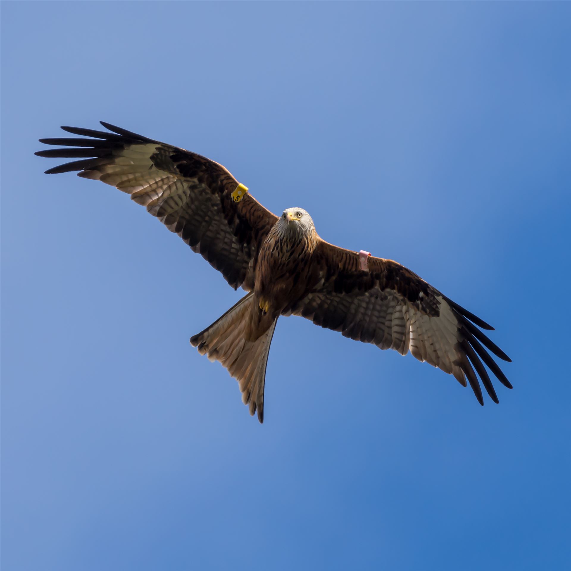 Red Kite - The red kite is a medium-large bird of prey which was hunted to extinction in the 1870s but later reintroduced 1989–1992 & are now gaining in numbers thanks to breeding programmes throughout the UK. by philreay