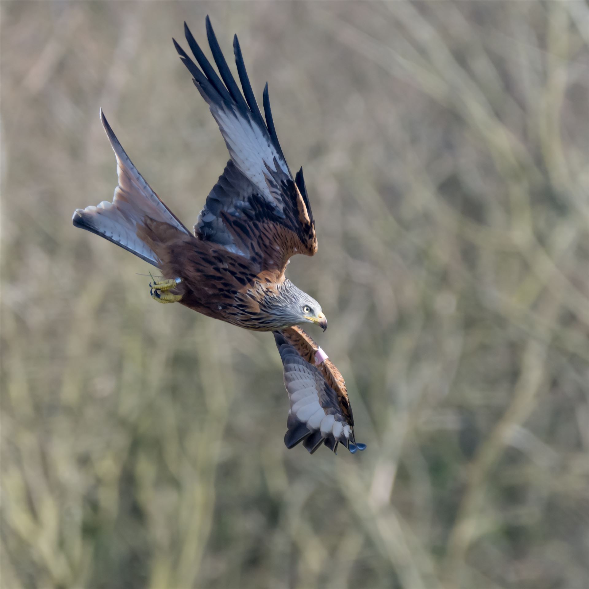 Red Kite - The red kite is a medium-large bird of prey which was hunted to extinction in the 1870s but later reintroduced 1989–1992 & are now gaining in numbers thanks to breeding programmes throughout the UK. by philreay