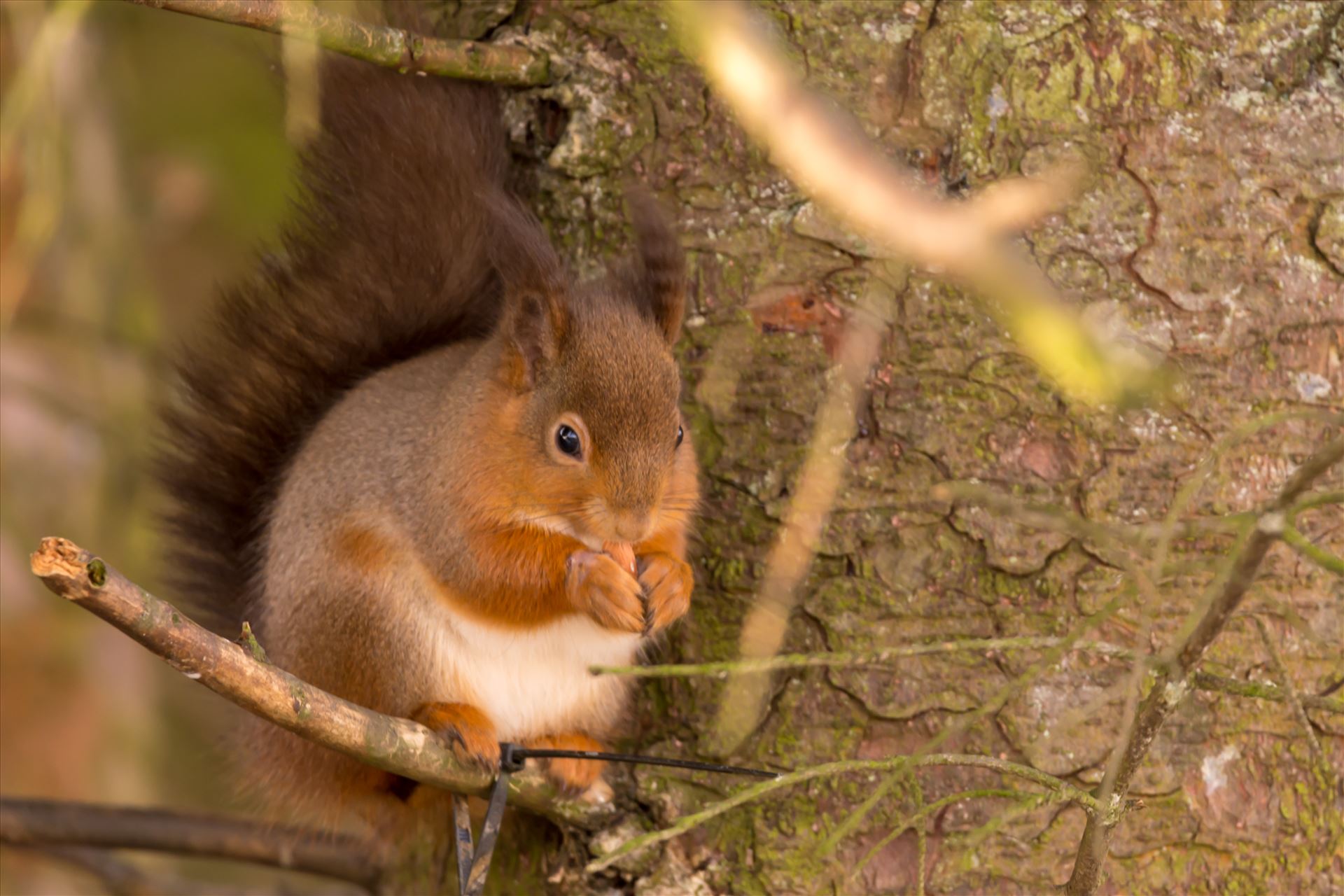 Red squirrel in the wild - The red squirrel is native to Britain, but its future is increasingly uncertain as the introduced American grey squirrel expands its range across the mainland. There are estimated to be only 140,000 red squirrels left in Britain, with over 2.5M greys. by philreay