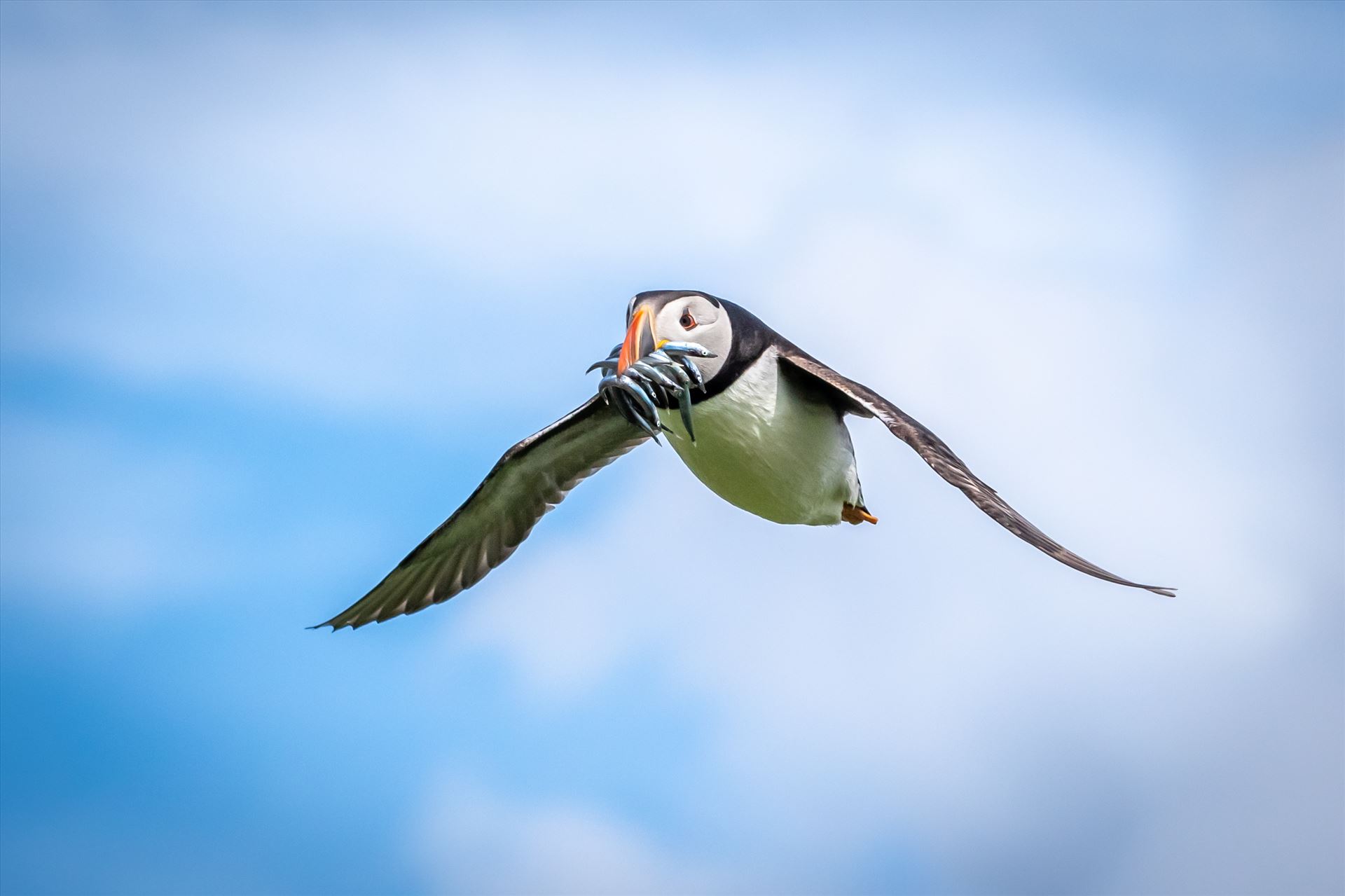 North Atlantic Puffin 05 -  by philreay