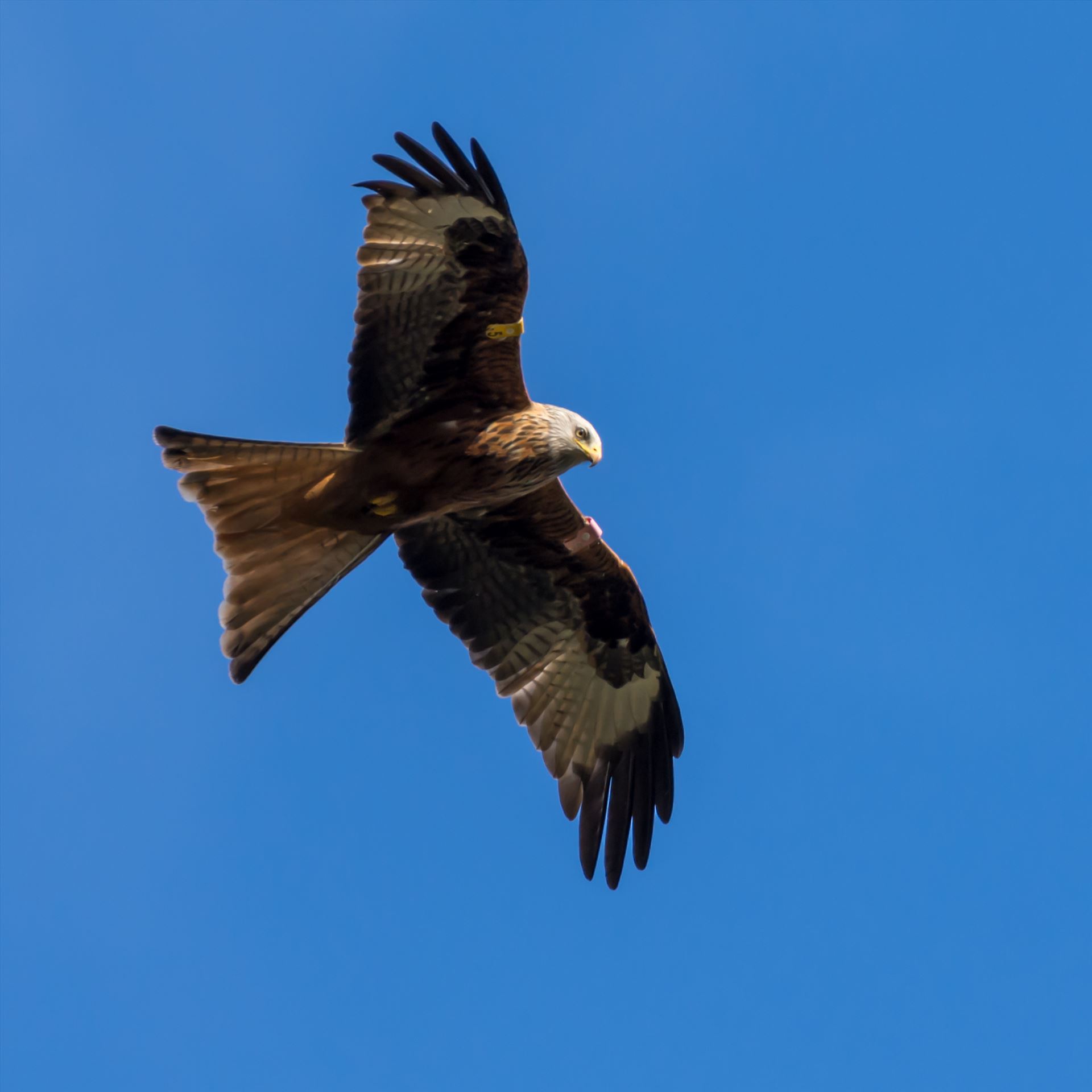 Red Kite - The red kite is a medium-large bird of prey which was hunted to extinction in the 1870s but later reintroduced 1989–1992 & are now gaining in numbers thanks to breeding programmes throughout the UK. by philreay