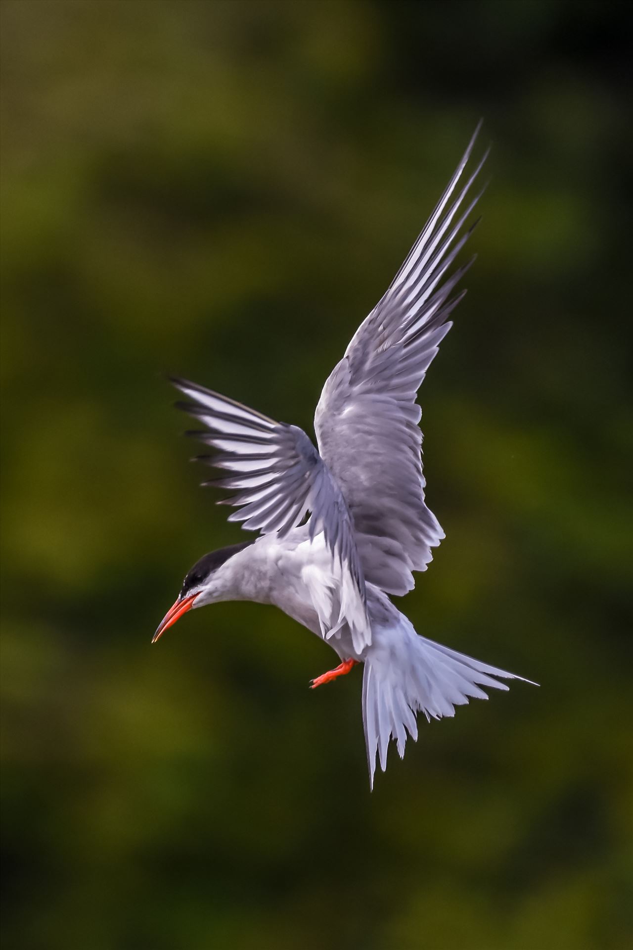 Common Tern -  by philreay