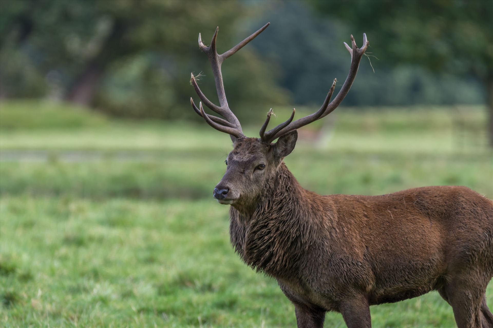 Red deer stag - Taken at Studley Royal deer park, nr Fountains Abbey, Ripon. by philreay