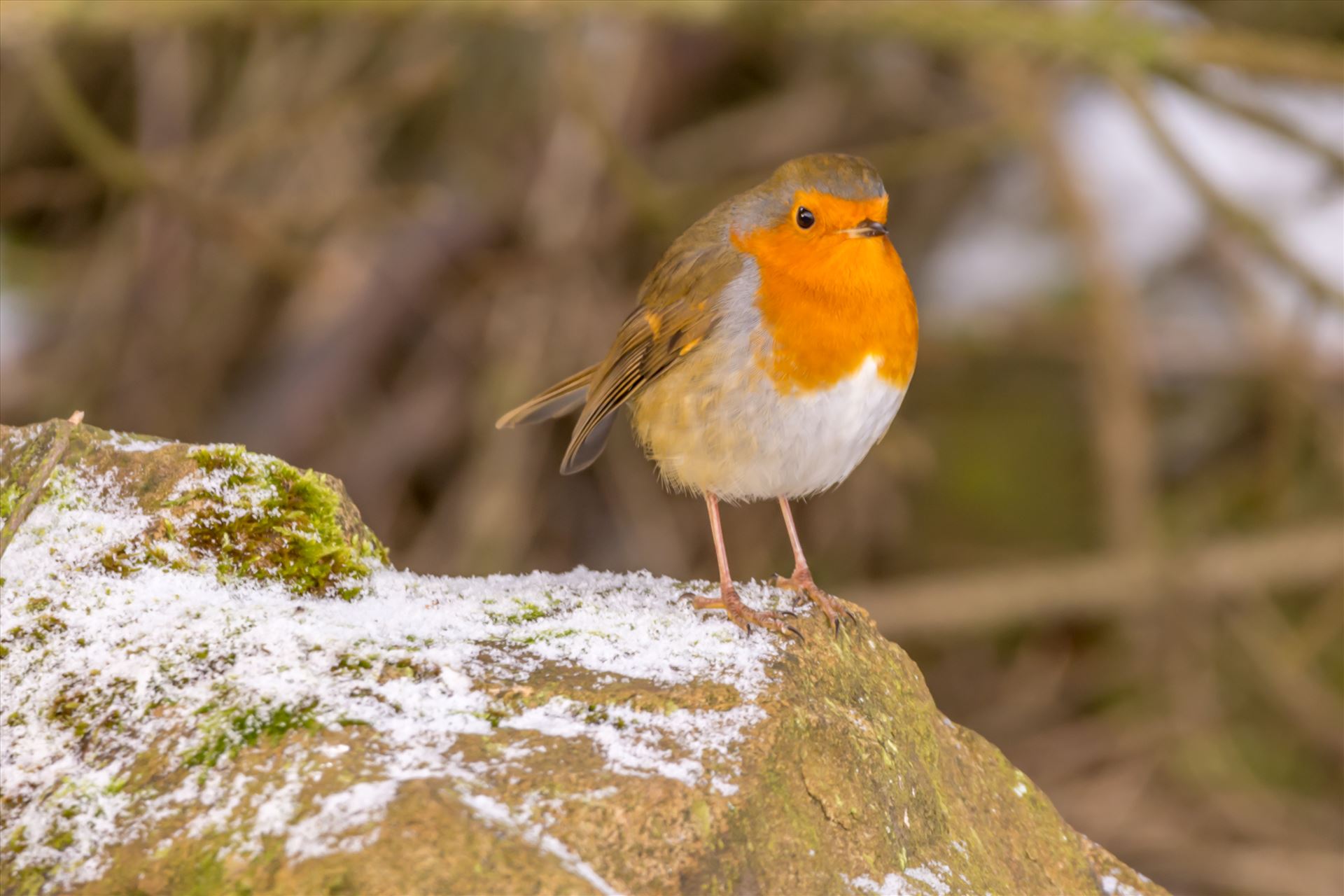 European Robin - The European robin (Erithacus rubecula), known simply as the robin or robin redbreast in the British Isles by philreay