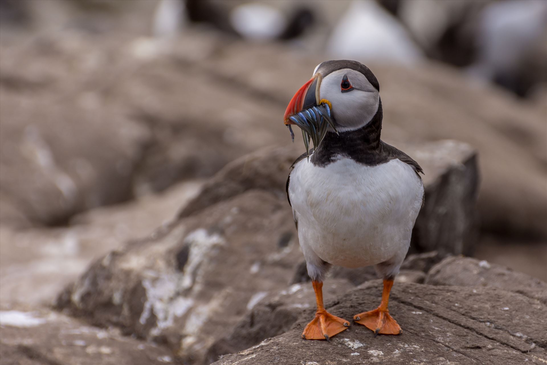 North Atlantic Puffin - Taken on the Farne Islands, off the Northumberland coast. by philreay