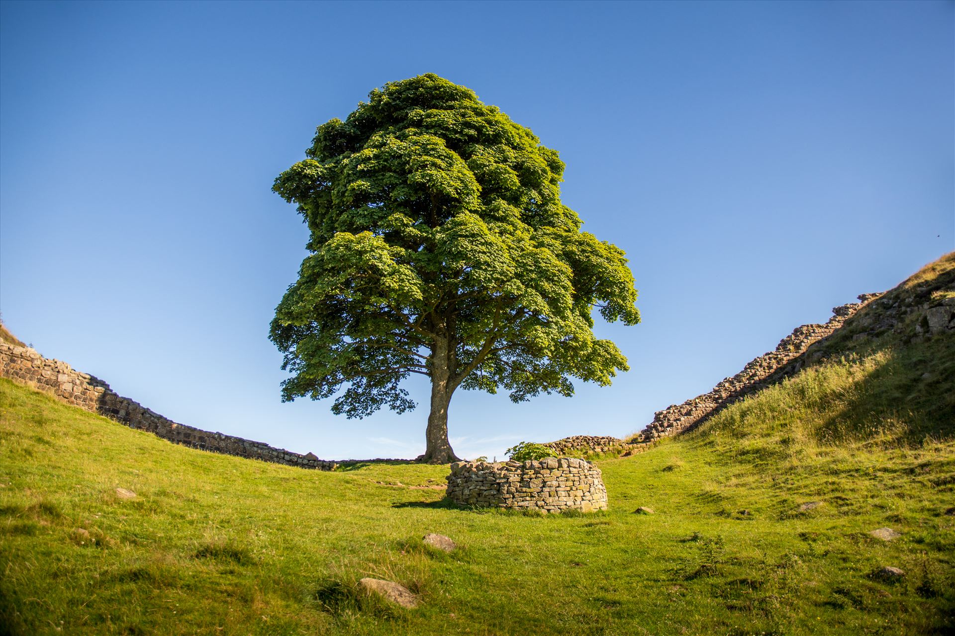 Sycamore Gap - Sycamore Gap sits on the Roman Wall near the fort of Housesteads. It was made famous by the film Robin Hood: Prince of Thieves by philreay