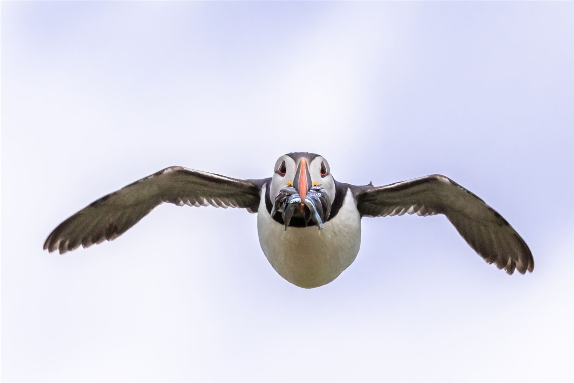 North Atlantic Puffin 02 -  by philreay