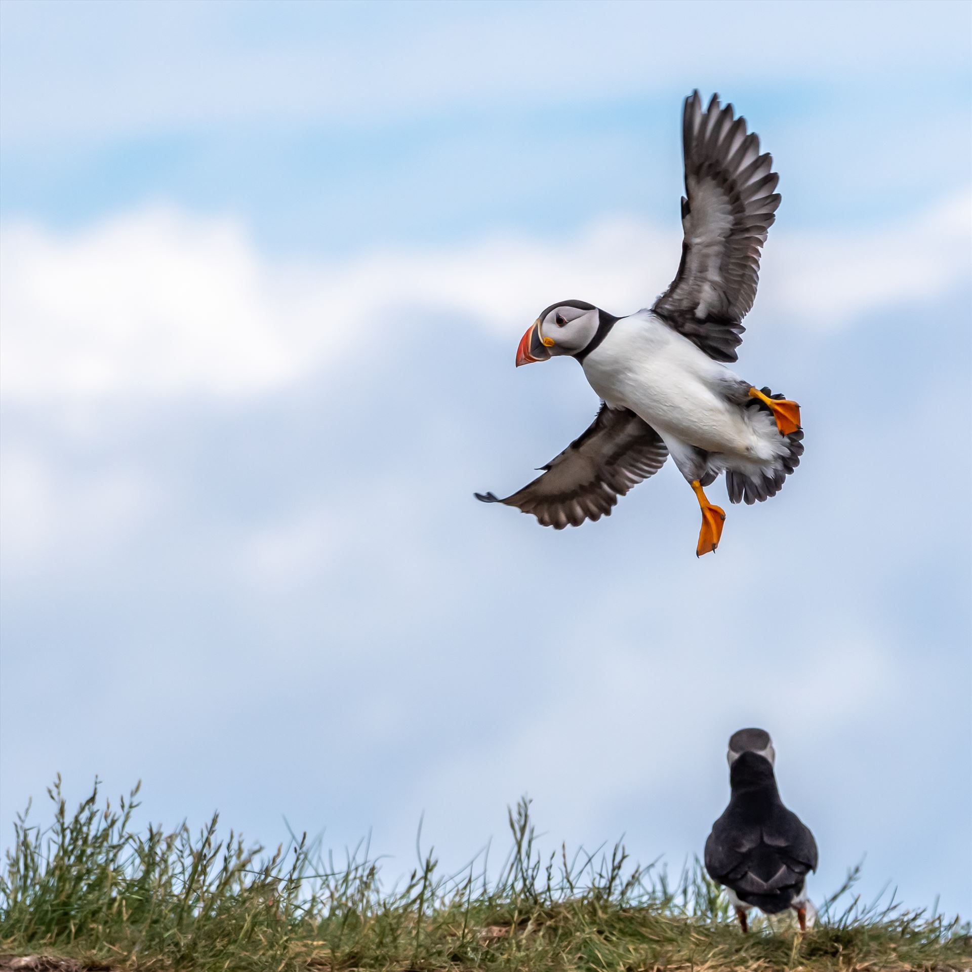 North Atlantic Puffin 03 -  by philreay