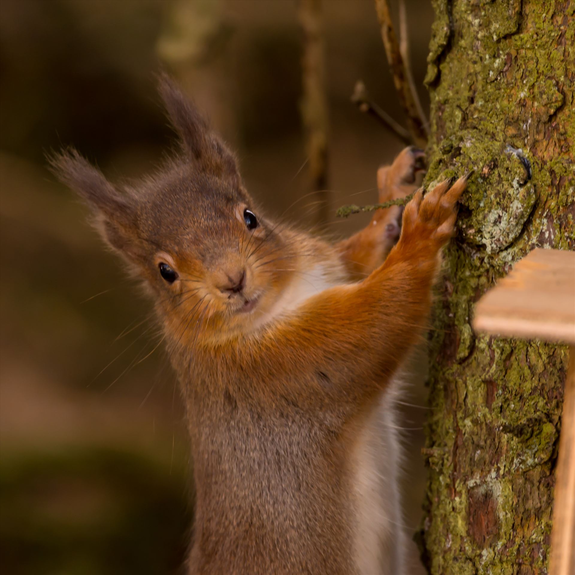 Red squirrel in the wild - The red squirrel is native to Britain, but its future is increasingly uncertain as the introduced American grey squirrel expands its range across the mainland. There are estimated to be only 140,000 red squirrels left in Britain, with over 2.5M greys. by philreay