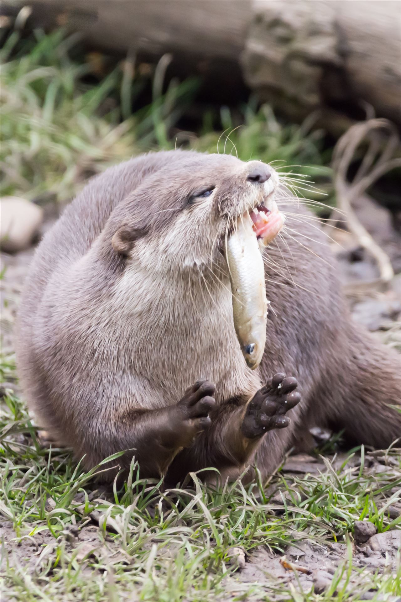 Asian short clawed otter -  by philreay