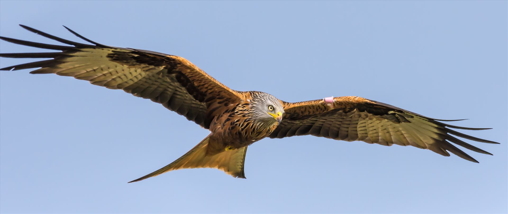 Red Kite - The red kite is a medium-large bird of prey which was hunted to extinction in the 1870s but later reintroduced 1989–1992 & are now gaining in numbers thanks to breeding programmes throughout the UK. by philreay