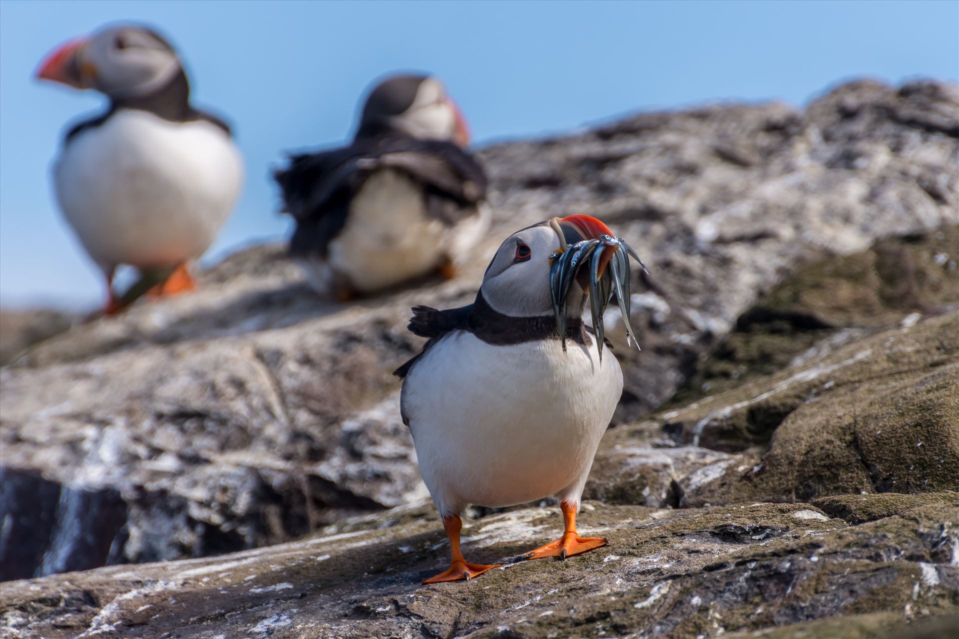 North Atlantic Puffin - Taken on the Farne Islands, off the Northumberland coast. by philreay