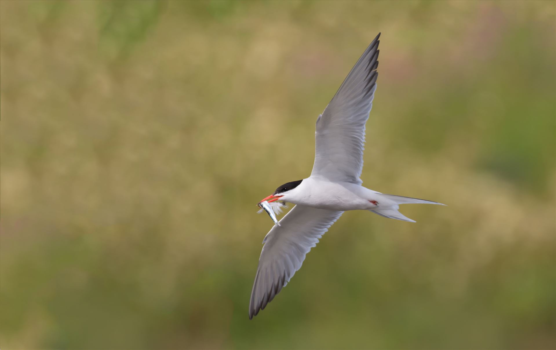 Common Tern -  by philreay