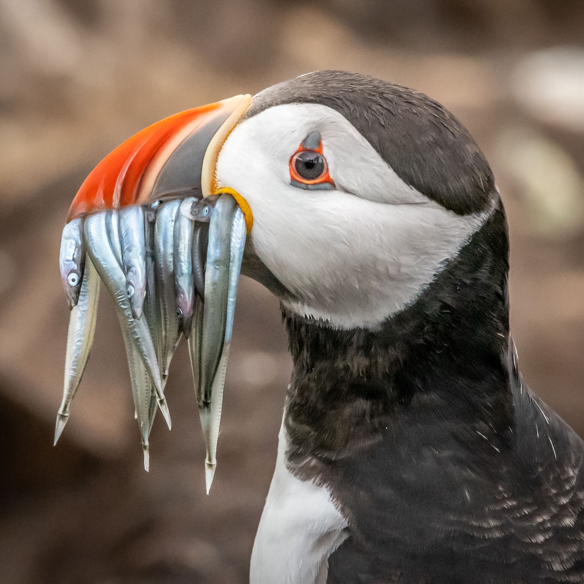 North Atlantic Puffin 01 -  by philreay