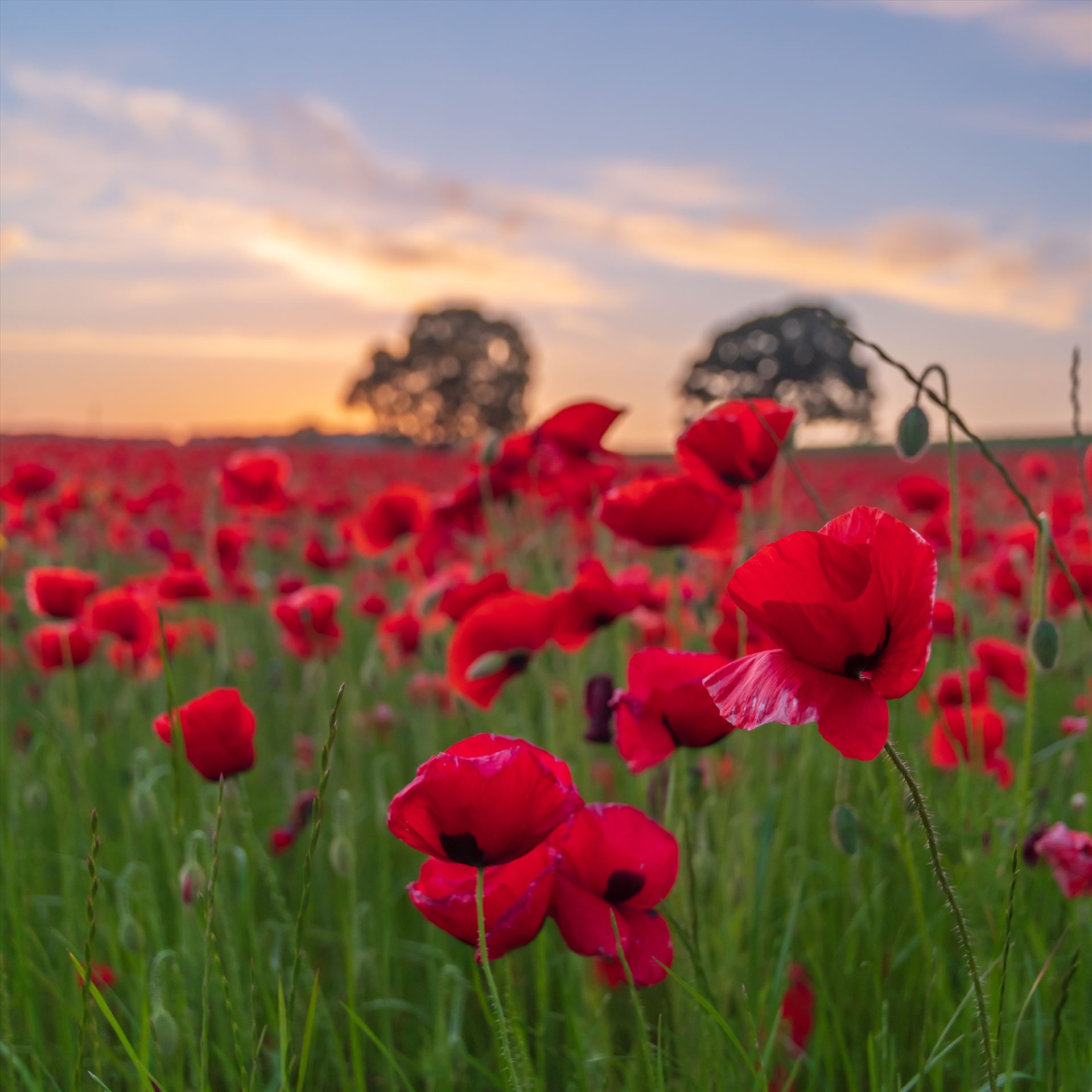 Poppy fields nr Aydon Castle, Northumberland 3 -  by philreay