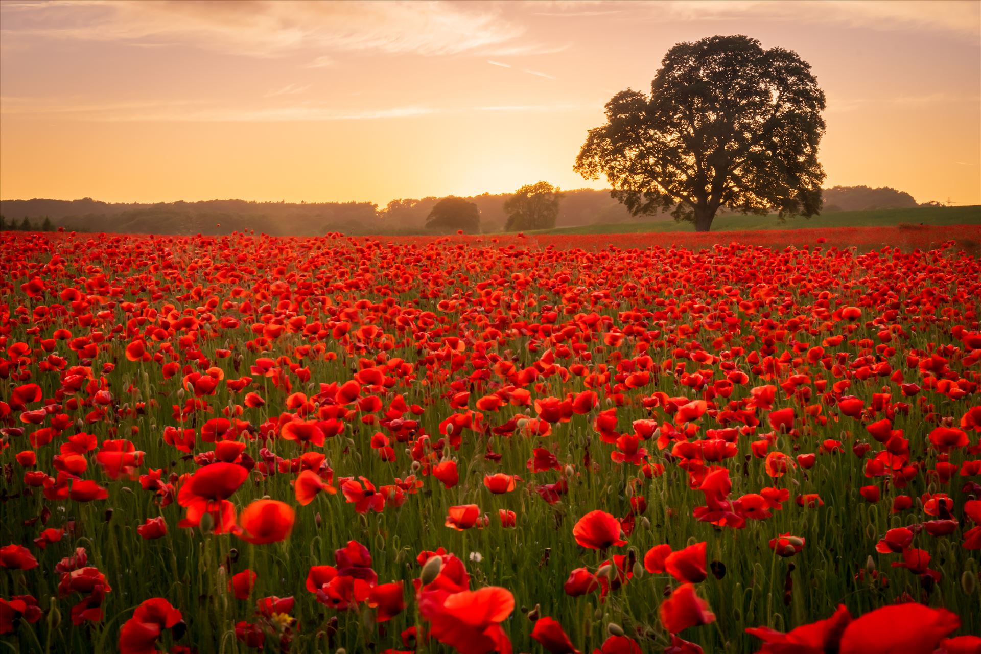 Poppy fields nr Aydon Castle, Northumberland 4 -  by philreay