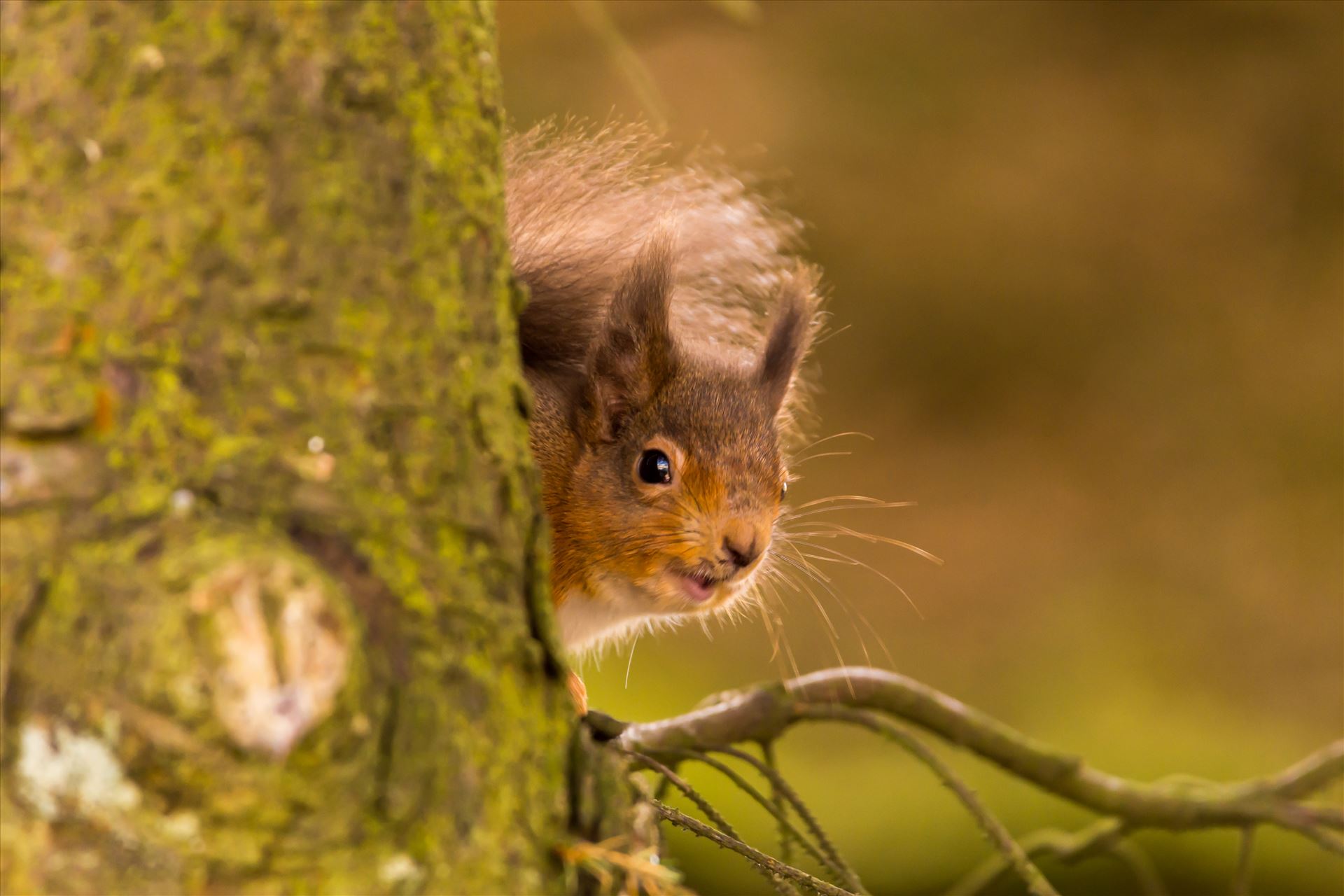 Red squirrel in the wild - The red squirrel is native to Britain, but its future is increasingly uncertain as the introduced American grey squirrel expands its range across the mainland. There are estimated to be only 140,000 red squirrels left in Britain, with over 2.5M greys. by philreay