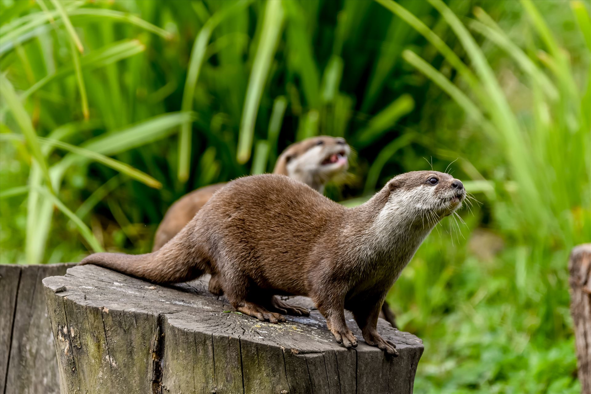 Asian short clawed otter - Asian short clawed otters at Washington WWT by philreay