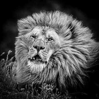 King of the Jungle - 