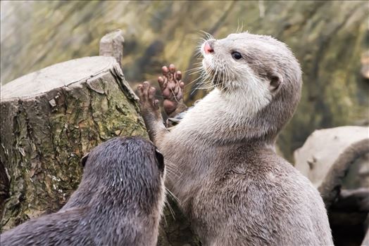 Asian short clawed otter - 