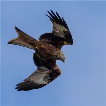 Red Kite - The red kite is a medium-large bird of prey which was hunted to extinction in the 1870s but later reintroduced 1989–1992 & are now gaining in numbers thanks to breeding programmes throughout the UK.