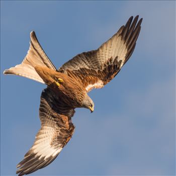 The red kite is a medium-large bird of prey which was hunted to extinction in the 1870s but later reintroduced 1989–1992 & are now gaining in numbers thanks to breeding programmes throughout the UK.