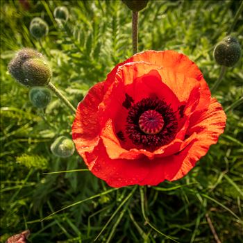 A single poppy - 