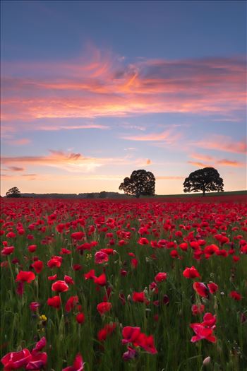 Preview of Poppy fields nr Aydon Castle, Northumberland 2