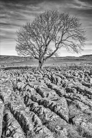 The Lone Tree nr Malham (also available in colour) - Known as "limestone pavements", these plateaus of bare and weathered rock often being found at the top of the limestone cliff running along the hillsides. These were originally formed by the scouring action of glaciers during the last ice age.