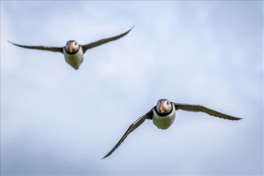 Preview of North Atlantic Puffin 04