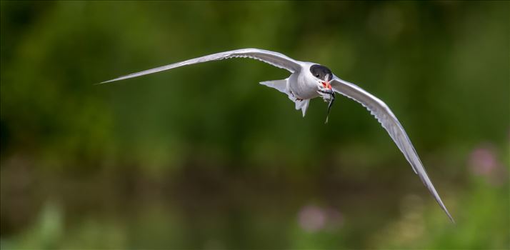 Preview of Common Tern